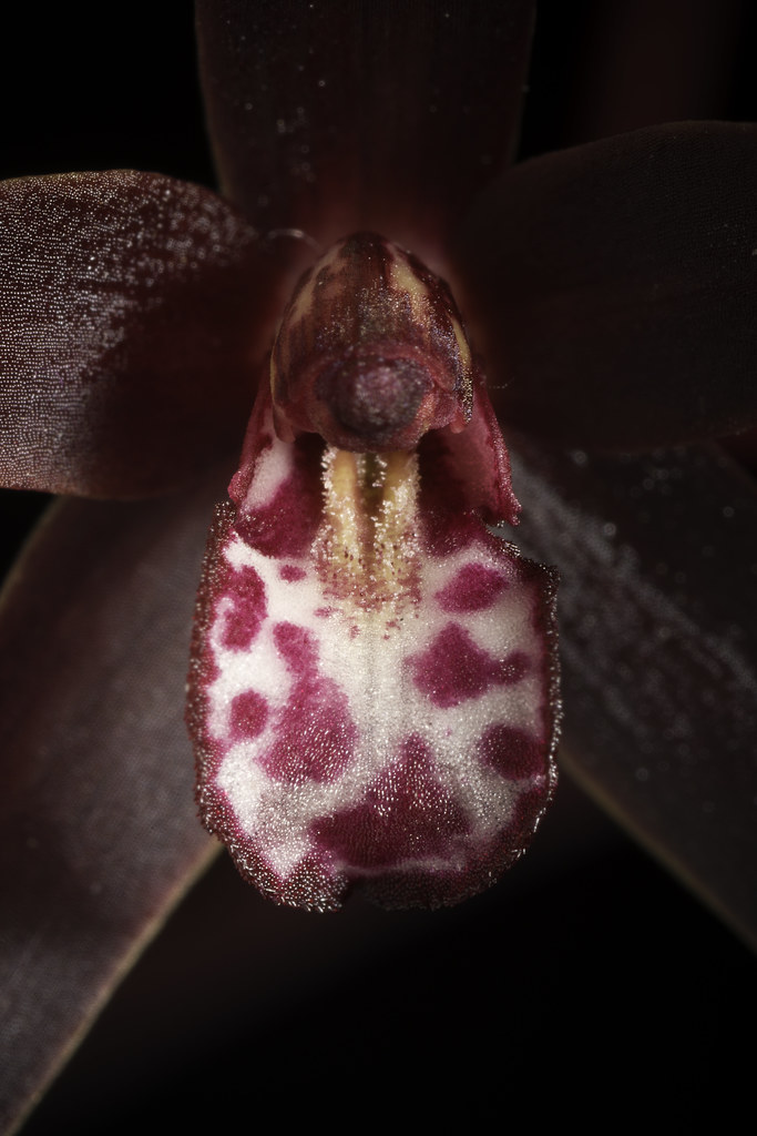 Cymbidium canaliculatum R.Br., Prodr. Fl. Nov. Holland.: 331 (1810)