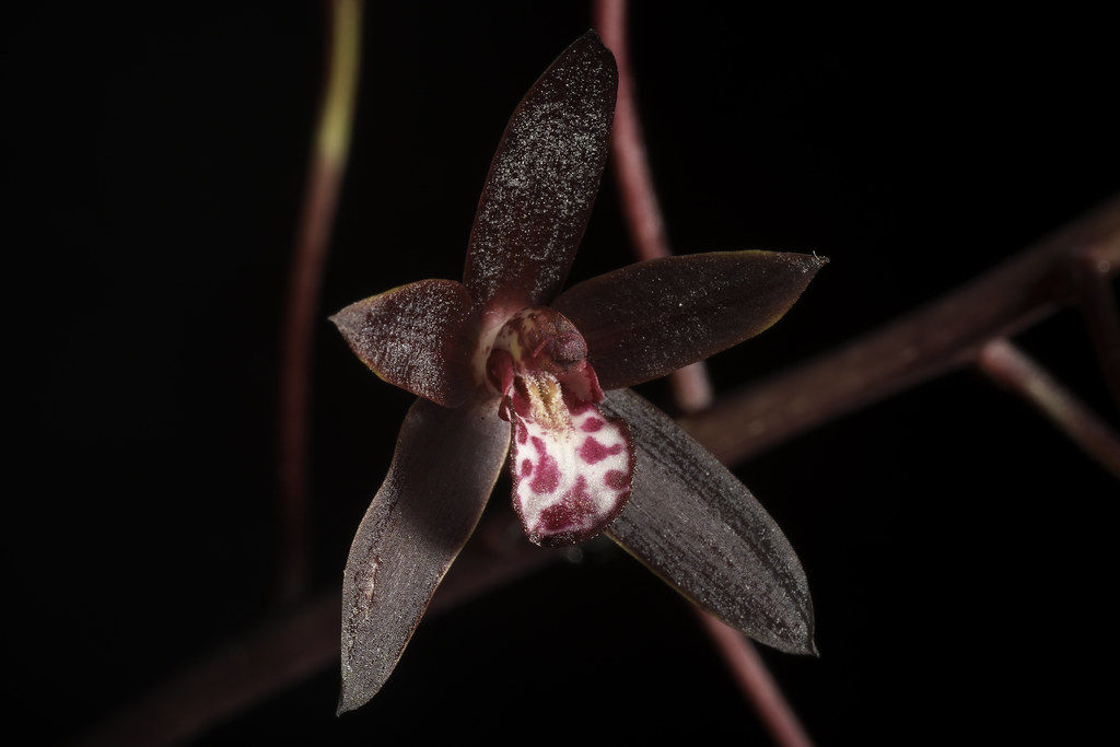 Cymbidium canaliculatum R.Br., Prodr. Fl. Nov. Holland.: 331 (1810)